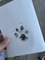 Lola pawprint